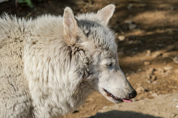 Gray Wolf (Canis lupus)