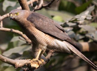 A juvenile Shikra in a garden