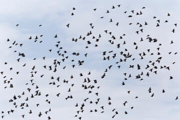flock of starlings flying in a sky
