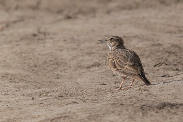 close up of lark standing on ground