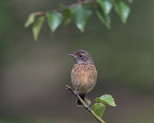 Fototapeta premium Fledgling Stonechat perched on a branch.