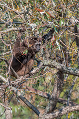 Agile Gibbon (Hylobates agilis)