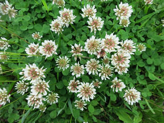 Flowering of white clover (shamrock, lamb suckling, creeping trefoil,shamrock) lat.Trifolium repens legume family
