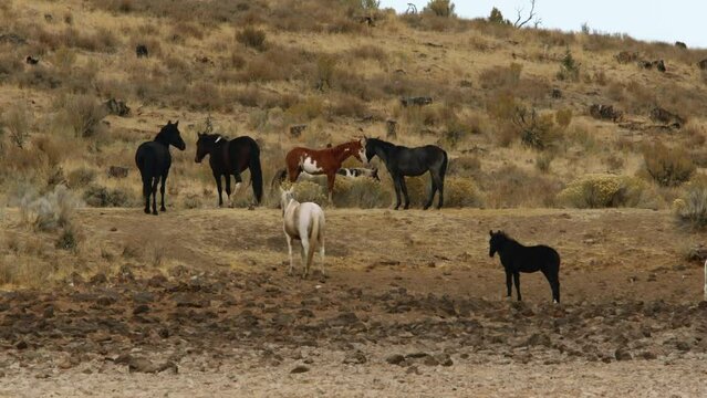 Wild Horses in high desert
