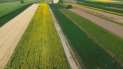 blooming sunflower fields in Vojvodina seen from above
