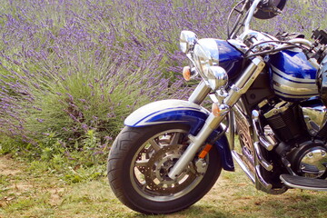 The front of the motorcycle against the backdrop of a blooming lavender field - strength and tenderness, power and grace - in one photo