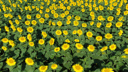 blooming sunflower fields in Vojvodina seen from above