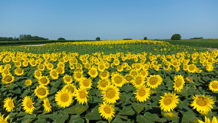 blooming sunflower fields in Vojvodina seen from above