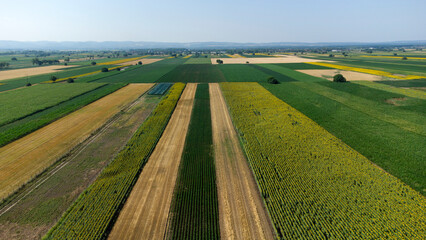 Fototapeta premium blooming sunflower fields in Vojvodina seen from above