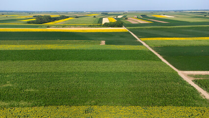 Obraz premium blooming sunflower fields in Vojvodina seen from above