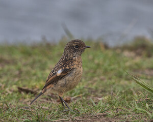 Fledgling Stonechat perched on the ground.