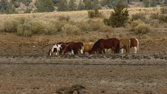 Wild Horses in high desert