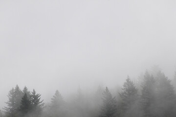 Obraz na płótnie Canvas The foggy forest