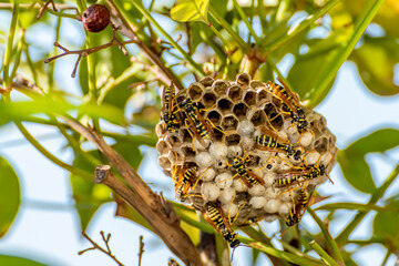 A wasp nest in the middle of the vegetation, with many wasps moving on the surface