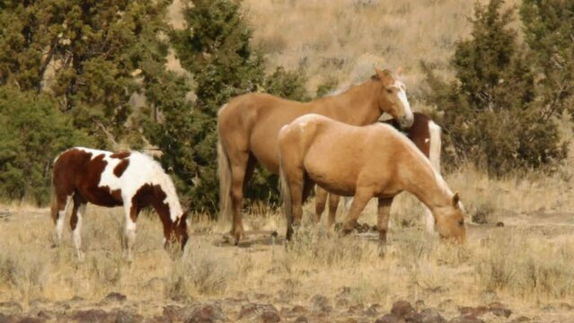 Wild Horses in high desert