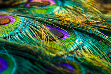 peacock feather close up, Peacock feather, Peafowl feathers, Bird feathers, Colorful feathers,...