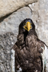 Steller's Sea Eagle (Haliaeetus pelagicus)