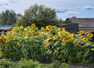 Ripe sunflowers in the village garden. Close-up. Ural, Russia