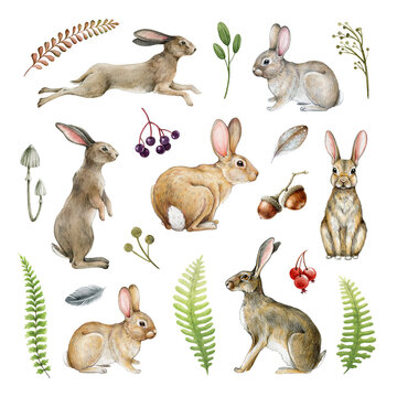 Bunny, rabbit natural forest elements set. Watercolor illustration. Hand drawn bunnies and rabbits in different poses. Cute realistic bunny and rabbit set with forest ferns, berries. White background