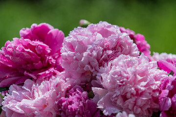 Beautiful bouquet of flowers pink peonies in garden, close up