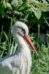 White Stork (Ciconia ciconia)