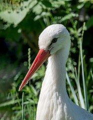 White Stork (Ciconia ciconia)