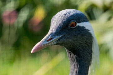 Demoiselle Crane (Anthropoides virgo)