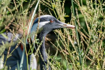 Demoiselle Crane (Anthropoides virgo)