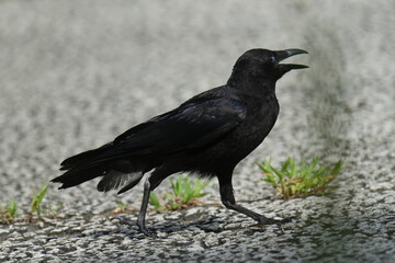 crow in a forest