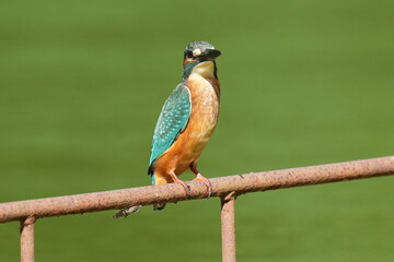 kingfisher in a pond