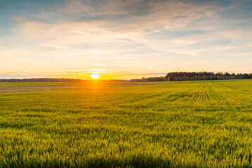 Beautiful morning sunrise ,green meadow with golden hour with lanscape frame.