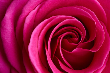 Red rose flower close up macro shot texture background