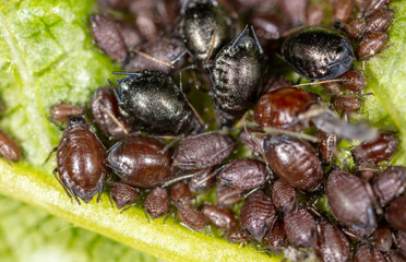 Small black aphids on a green leaf of a tree.