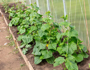 Green cucumber plants in a greenhouse.