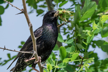 Common Starling (Sturnus vulgaris) in Caucasus, Republic of Dagestan