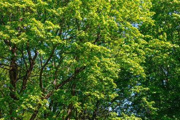 Green leaves on a plant in the park.
