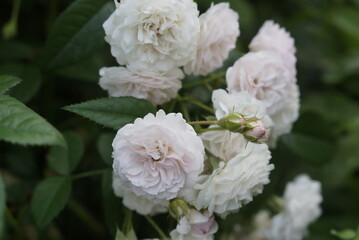 white rose bush