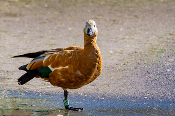 Ruddy Shelduck (Tadorna ferruginea) in park pond