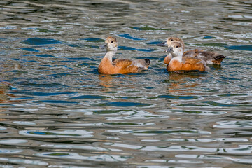 Young Ruddy Shelducks (Tadorna ferruginea) in park pond