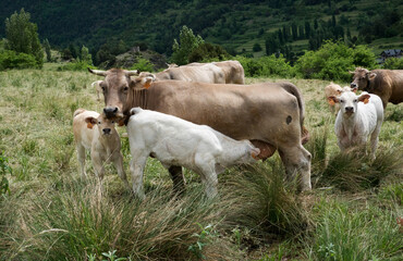 White calf drinking from brown cow, free ranging herd