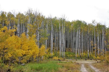 Aspen Trees in Fall