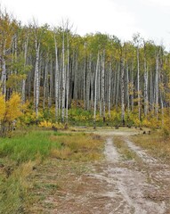 Aspen Trees in Fall