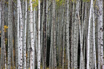 Aspen Trees in Fall