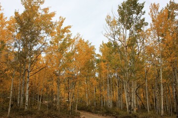Fototapeta premium Aspen Trees in Fall