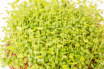 Microgreen plants for a healthy diet