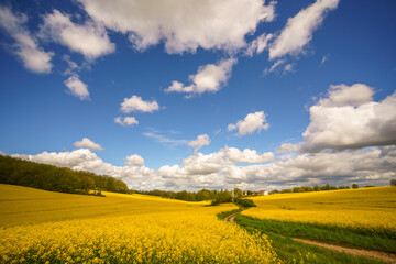 Fototapeta premium Yellow blooming rapeseed field. Canola is an agricultural plant for the production of oil and fuel. Summer landscape