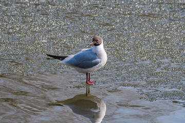 Black-headed Gull (Chroicocephalus ridibundus) at colony