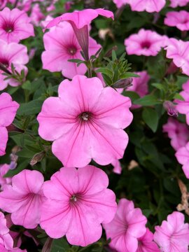 Pink Petunia