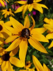 fleißige Honigbiene auf gelber Sonnenhutblüte; Apis mellifera