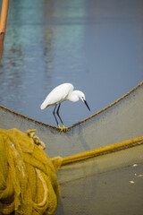 White egret hunting fishes near the lake. Bird and fishing net.
